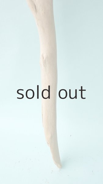 画像2: 幹流木 (2)