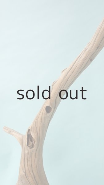 画像6: 流木根（中型） (6)