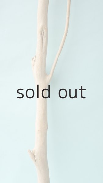 画像3: 幹流木 (3)