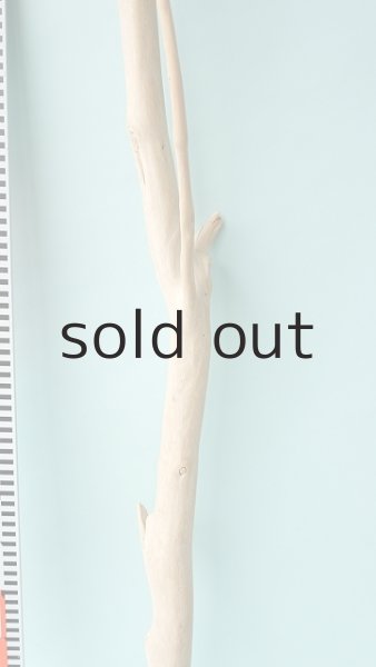 画像7: 幹流木 (7)