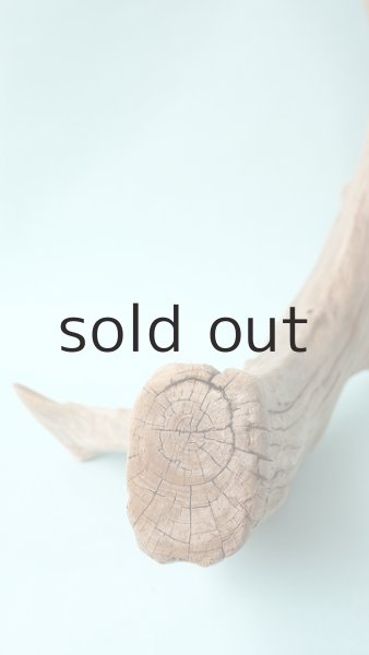 画像11: 流木根（中型） (11)