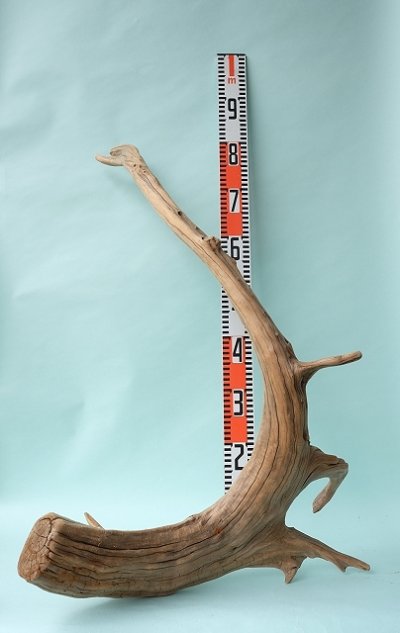 画像3: 流木根（中型）