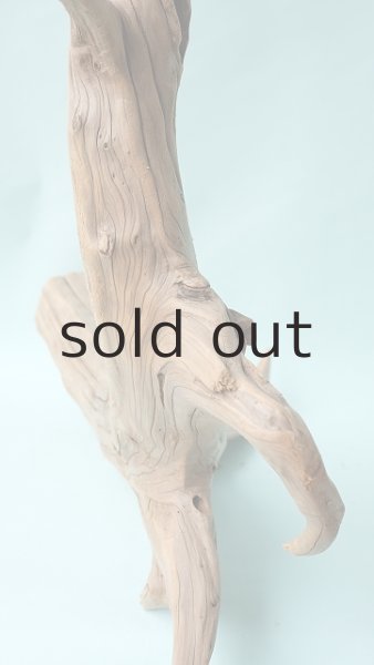 画像9: 流木根（中型） (9)