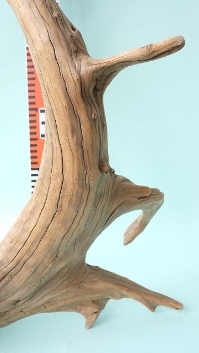 画像2: 流木根（中型）