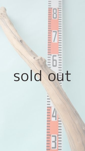 画像14: 流木根（中型） (14)