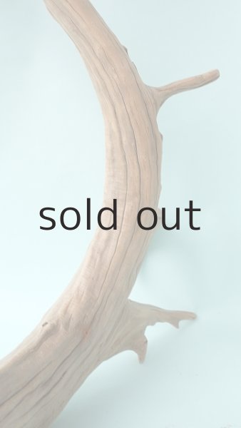 画像12: 流木根（中型） (12)