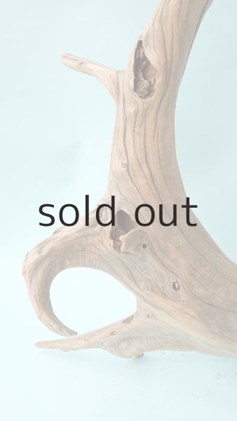 画像5: 流木根（中型） (5)