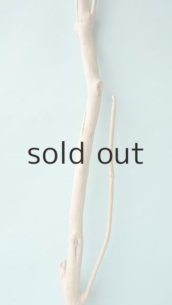 画像4: 幹流木 (4)