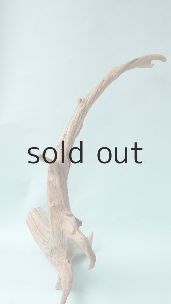 画像8: 流木根（中型） (8)