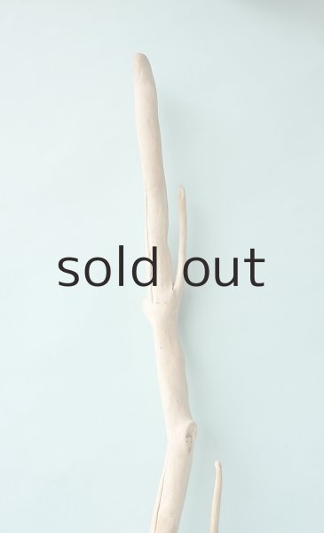 画像5: 幹流木 (5)