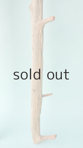 画像5: 枝流木 (5)