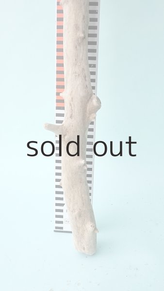 画像5: 枝流木 (5)