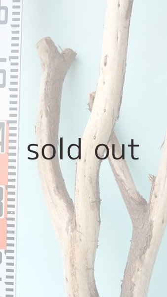 画像7: 枝流木 (7)