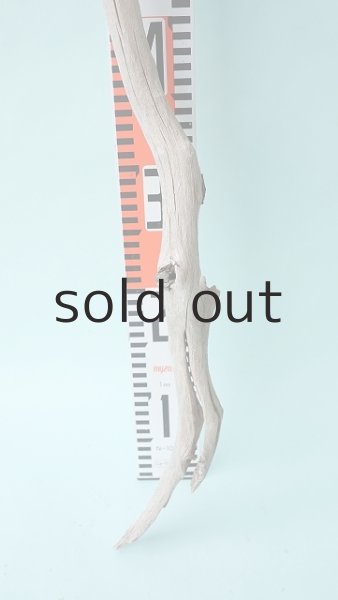 画像6: 枝流木 (6)