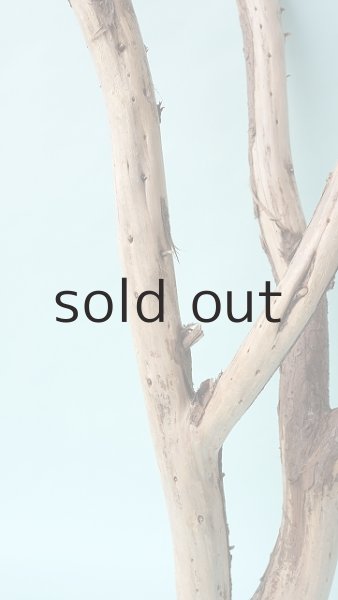 画像4: 枝流木 (4)