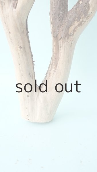 画像2: 枝流木 (2)