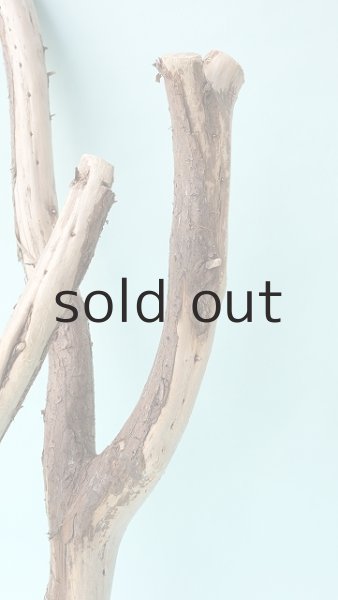 画像3: 枝流木 (3)