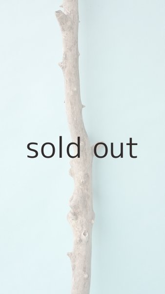 画像3: 枝流木 (3)