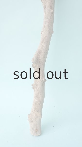 画像2: 枝流木 (2)