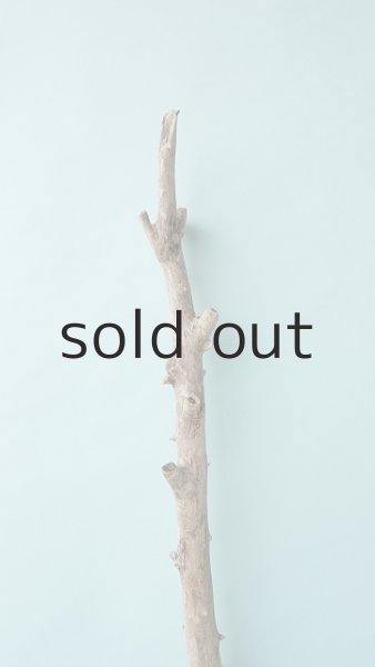 画像4: 枝流木 (4)