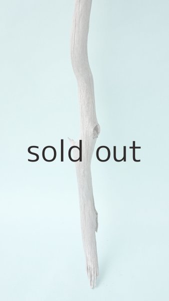 画像2: 枝流木 (2)