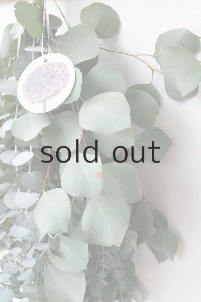 画像4: Dry plants for decor ユーカリ2種シンプルスワッグ (4)