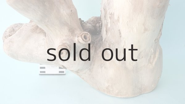 画像5: 変形流木 (5)