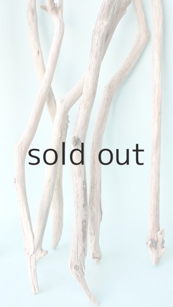 画像5: 小枝流木セット (5)