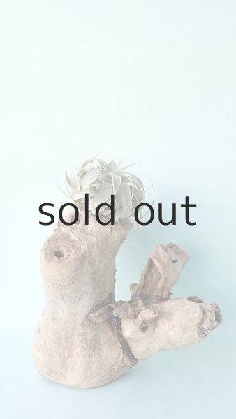 画像2: 変形流木 (2)