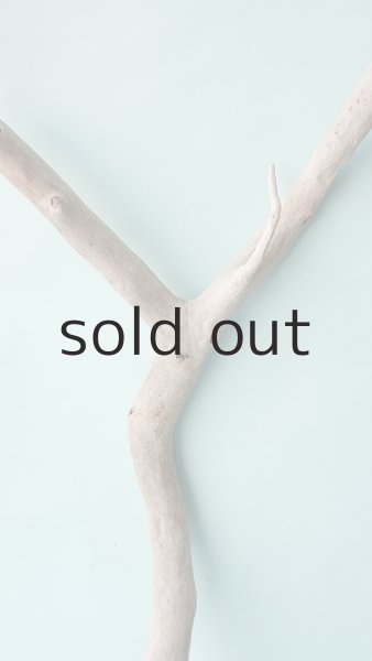 画像3: 幹流木 (3)