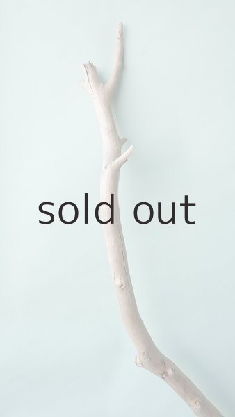 画像5: 幹流木 (5)