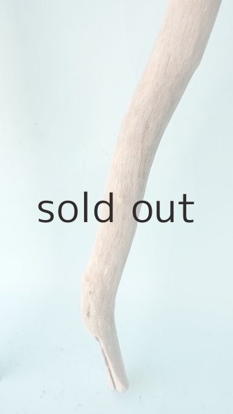 画像5: 幹流木 (5)