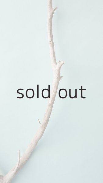 画像4: 幹流木 (4)