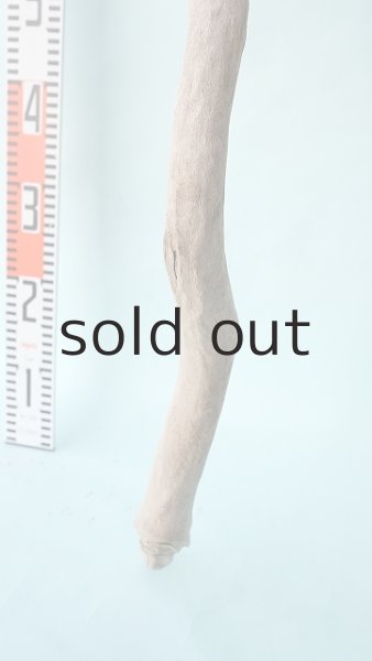 画像6: 幹流木 (6)