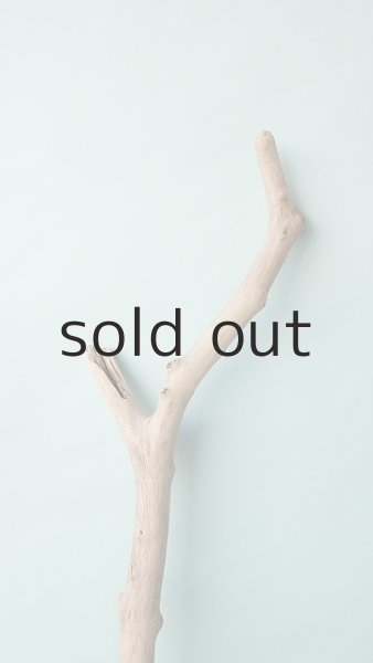 画像4: 幹流木 (4)