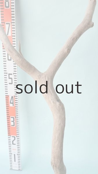 画像7: 幹流木 (7)