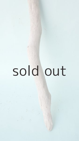 画像2: 幹流木 (2)