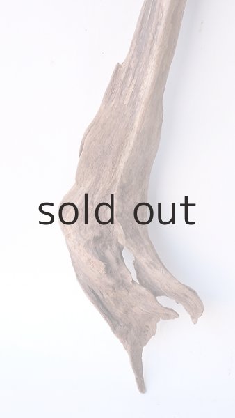 画像2: 変形流木 (2)