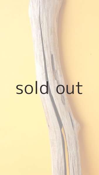 画像3: 幹流木 (3)