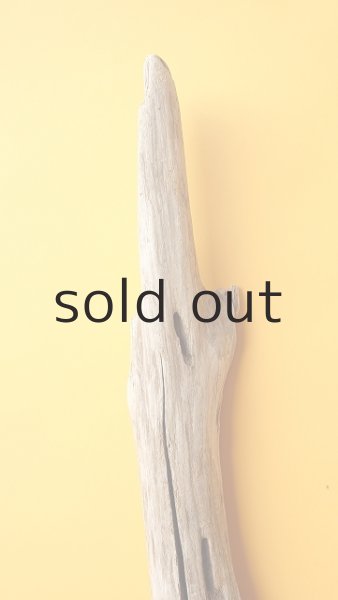 画像4: 幹流木 (4)