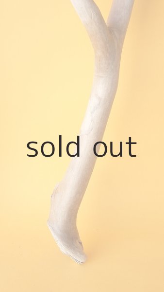 画像6: 枝流木 (6)