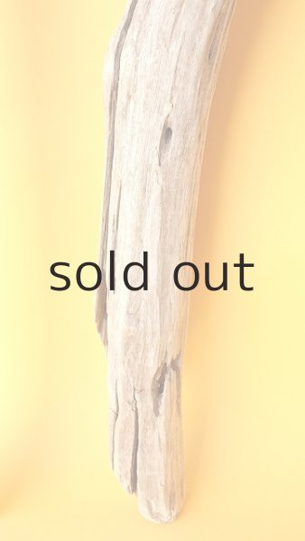 画像5: 幹流木 (5)