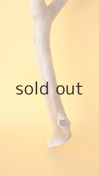 画像2: 枝流木 (2)