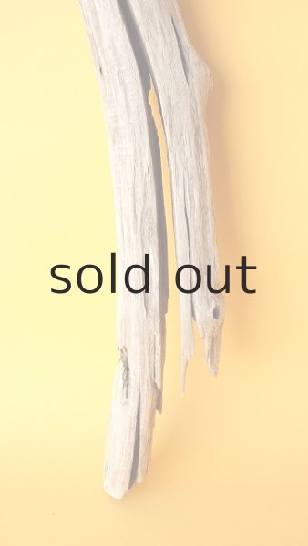 画像2: 幹流木 (2)