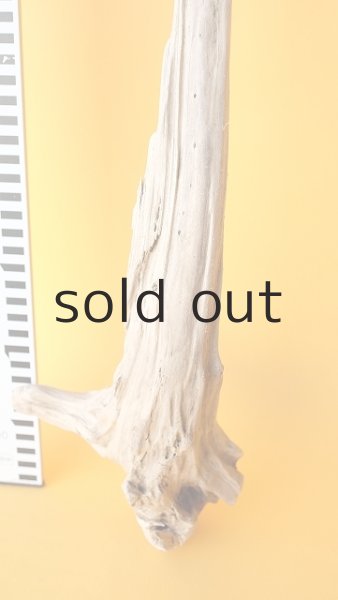 画像5: 変形流木 (5)