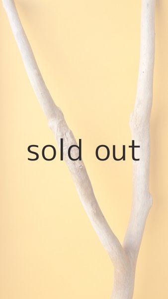 画像7: 枝流木 (7)