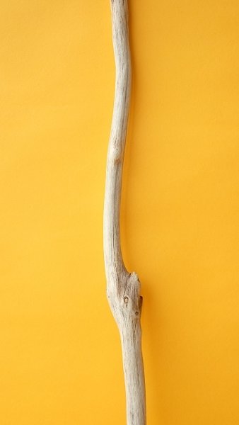 画像3: 枝流木 (3)