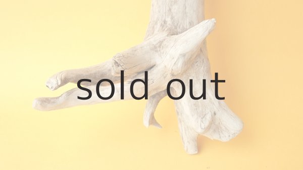 画像2: 枝流木 (2)