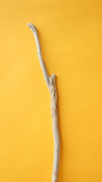 画像4: 枝流木 (4)