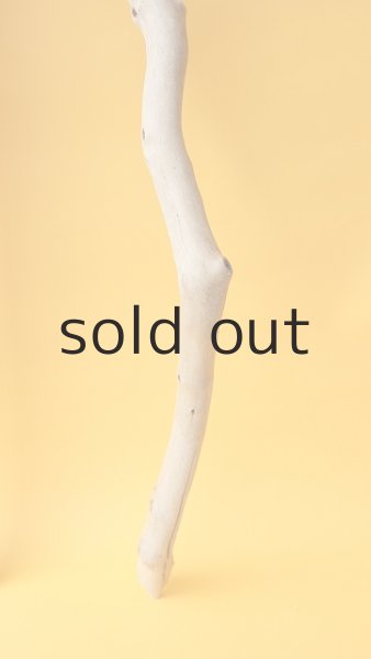 画像5: 枝流木 (5)